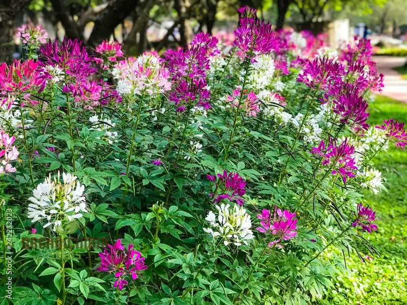 Cleome Spinosa Mix Seeds for Gardening Enthusiasts - Colorful Annual Flower Seeds for Planting in Gardens and Pots