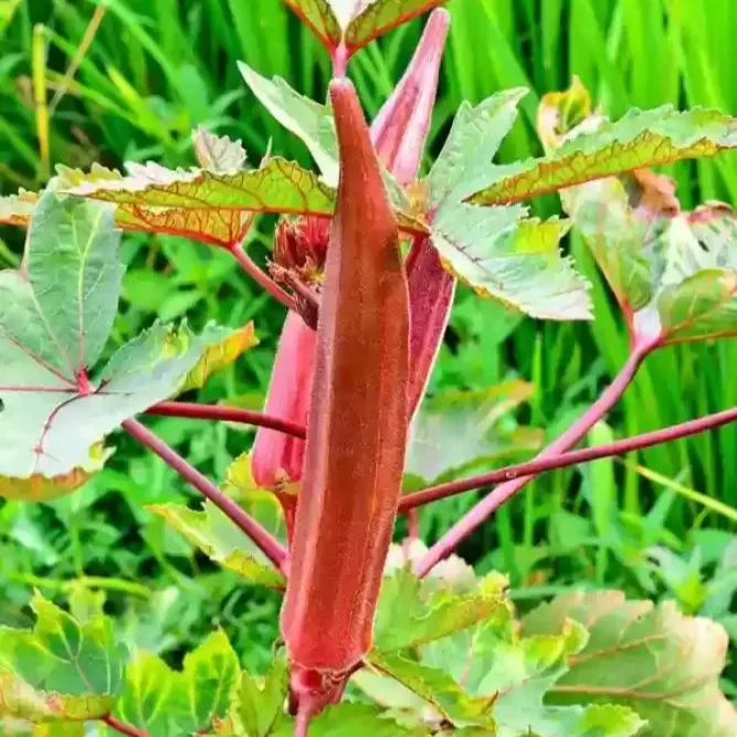 Okra Bhindi Scarlet Red Seeds for Planting, Exotic Heirloom Vegetable Seeds for Vibrant Red Okra, Perfect for Home Gardens