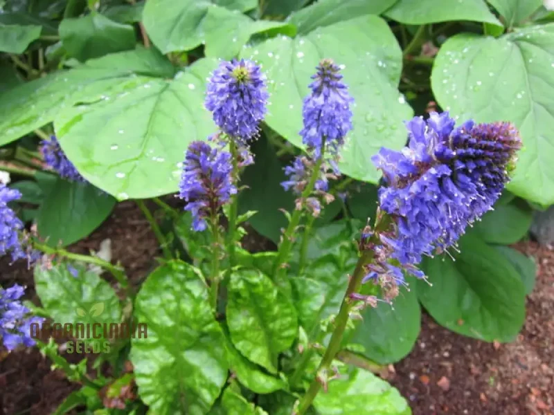 Wulfenia Carinthiaca Seeds - Planting Instructions Included, Rare Alpine Plant Seeds