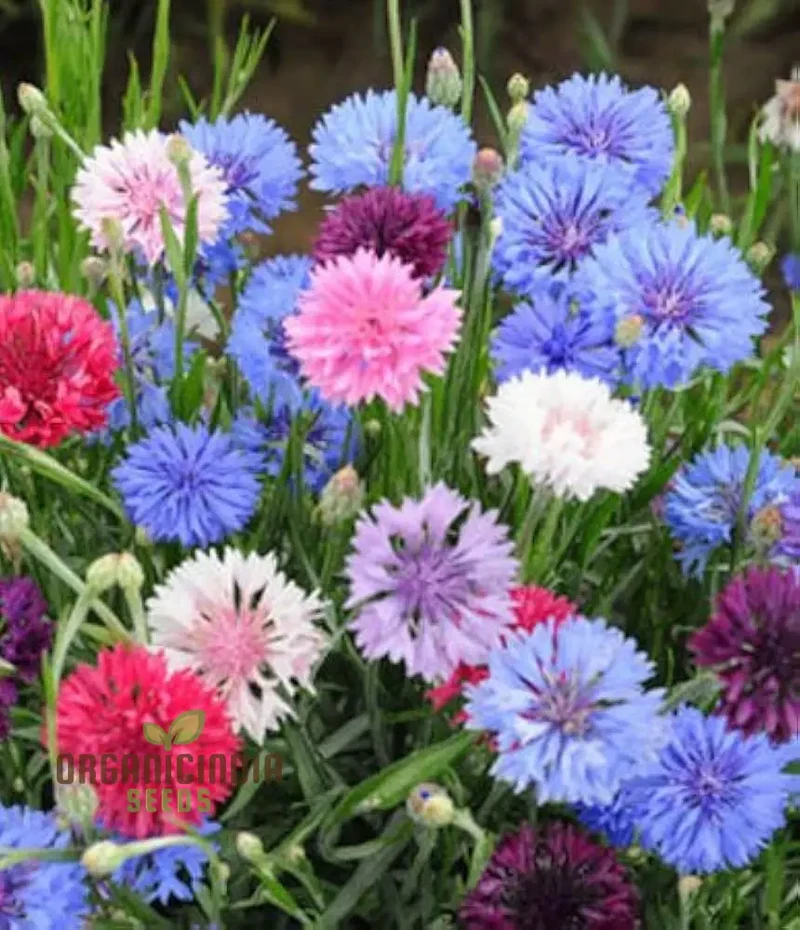 Cornflower Dwarf Polka Dot Mix Seeds - Premium Gardening Variety for Beautiful Blooms