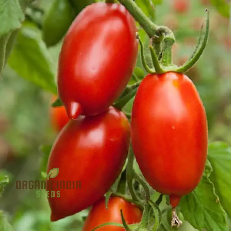 Tomato Seeds - Amish Paste for Juicy Harvests | Premium Garden Planting Seeds