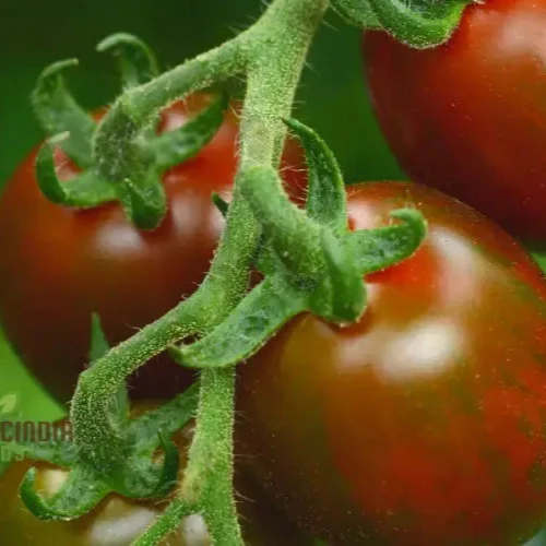 Chocolate Sprinkles Tomato Seeds, Premium Quality Vegetable Seeds for Planting