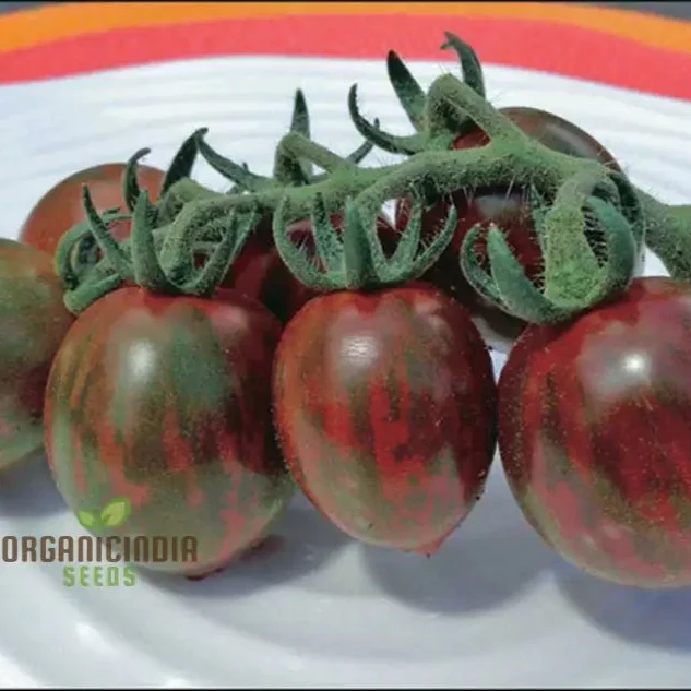 Chocolate Sprinkles Tomato Seeds, Premium Quality Vegetable Seeds for Planting
