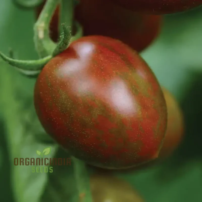 Chocolate Sprinkles Tomato Seeds, Premium Quality Vegetable Seeds for Planting