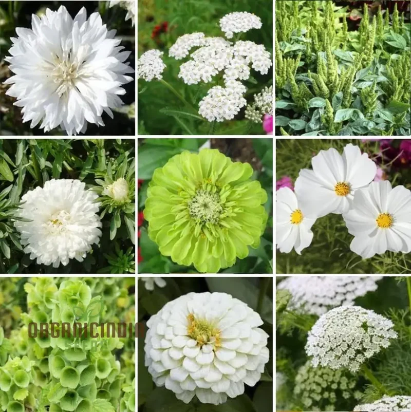 Green with Envy Flower Seed Mix - Spectacular Planting Seeds for Vibrant Gardens