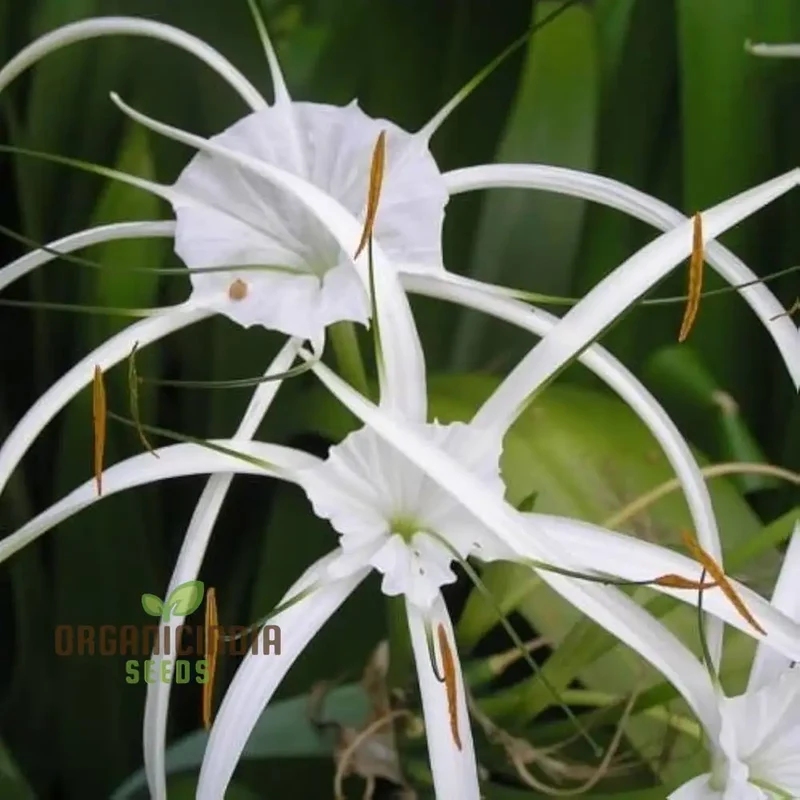 Spider Lily Mixed Color Flower Seeds, Premium Quality Seeds for Planting and Gardening