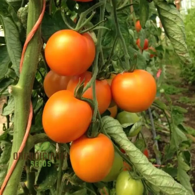 Tomato - Jaune Flamme Vegetable Seeds, Grow Sweet and Juicy Yellow Tomatoes