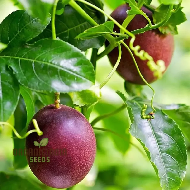 Passionfruit - Red Flamenco F1 Seeds, Premium Seeds for Planting Exotic Passionfruit Vines