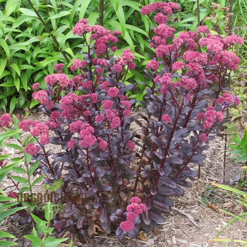 Sedum Telephium 'Postman's Pride' Seeds for Gardening Enthusiasts | Buy Hardy Perennial Flower Seeds Online