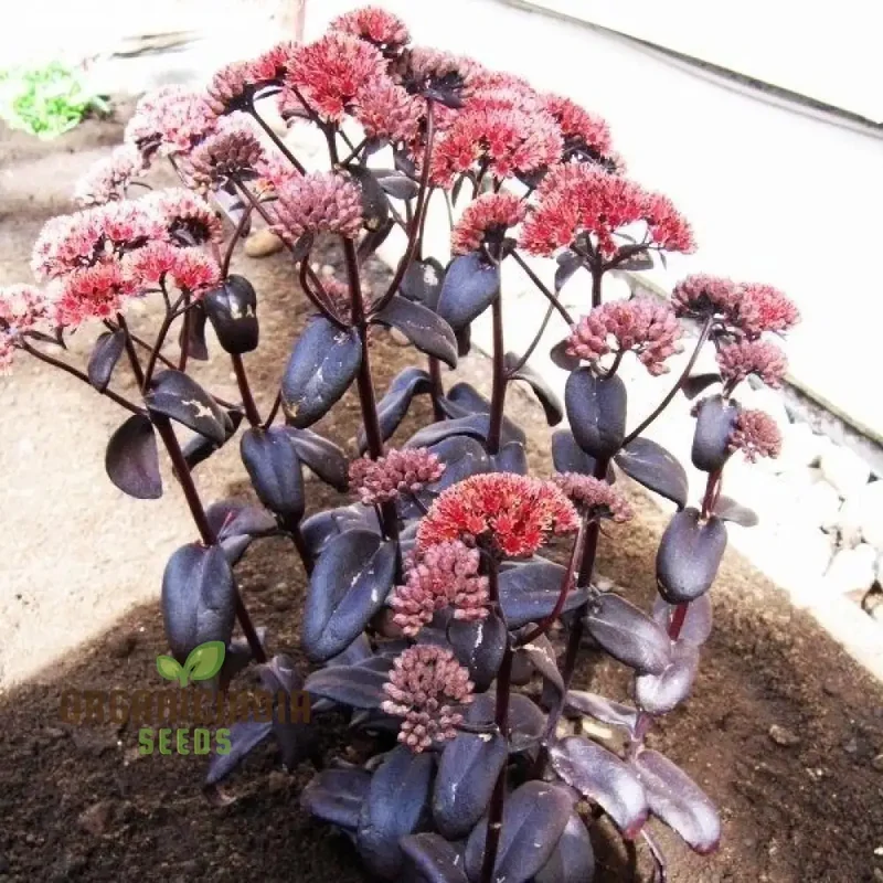 Sedum Telephium 'Postman's Pride' Seeds for Gardening Enthusiasts | Buy Hardy Perennial Flower Seeds Online