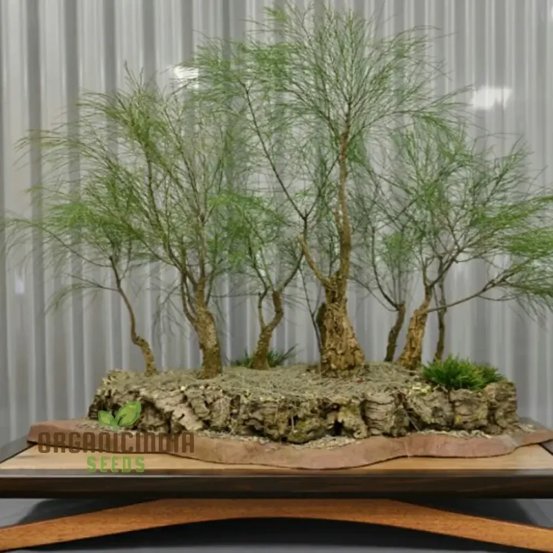 Forest Oak Seeds - Casuarina Torulosa for Gardening Enthusiasts: Rare Australian Native Tree Seeds