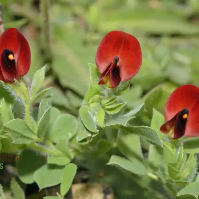 Asparagus Pea Seeds for Planting,Premium Quality Seeds for Home Gardeners