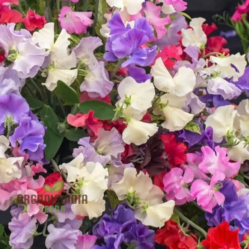 Sweet Pea Incense Mixed Flower Seeds For Planting, Fragrant and Colorful Sweet Pea Seeds for a Stunning Garden Display