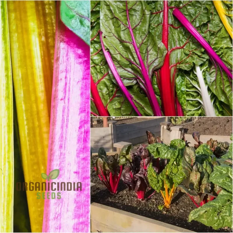Silverbeet - Heirloom Mix Seeds for Planting | Premium Quality Gardening Seeds