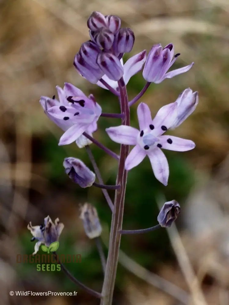 Scilla Autumnalis Seeds - Gardening Bulbs for Fall Planting and Spring Blooms | Premium Quality Botanical Bulbs for Home Gardeners