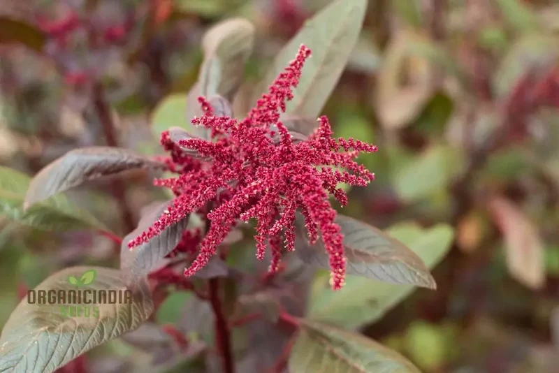 Amaranth Heirloom Mix Vegetable Seeds For Planting, Grow a Nutritious and Beautiful Garden Blend