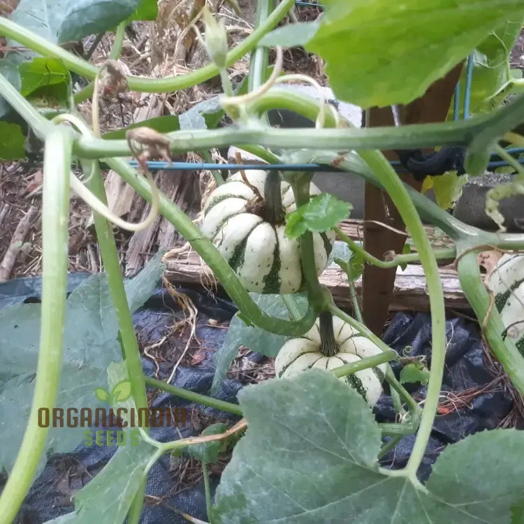 Squash - Sweet Dumpling Seeds for Planting and Gardening - Premium Quality Heirloom Seeds