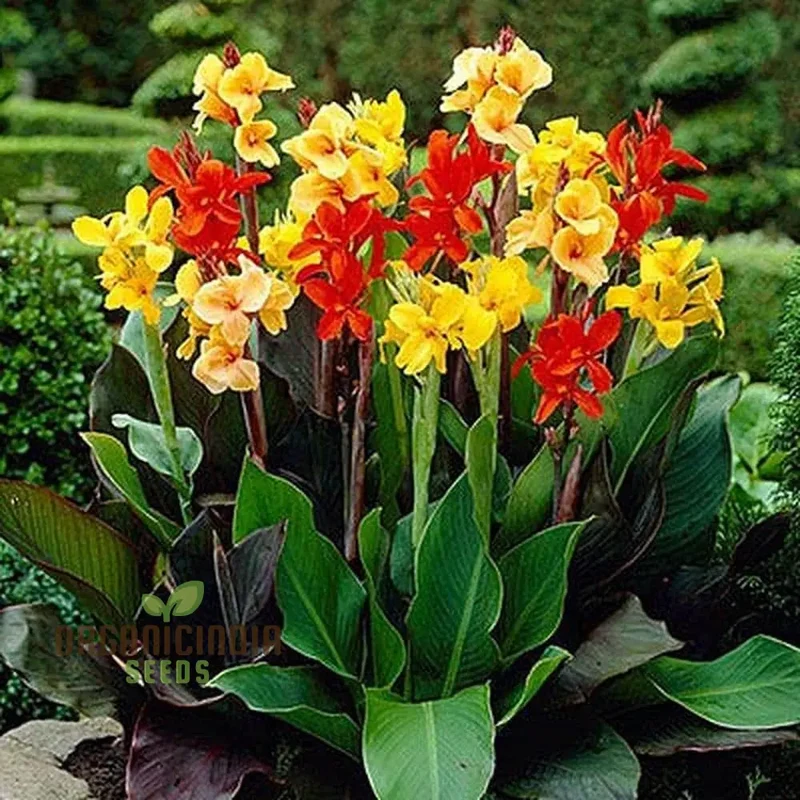 Canna Lily Mix Color Flower Seeds, Vibrant Multicolor Canna Lilies for Stunning Garden, Hardy Perennial Flower Seeds