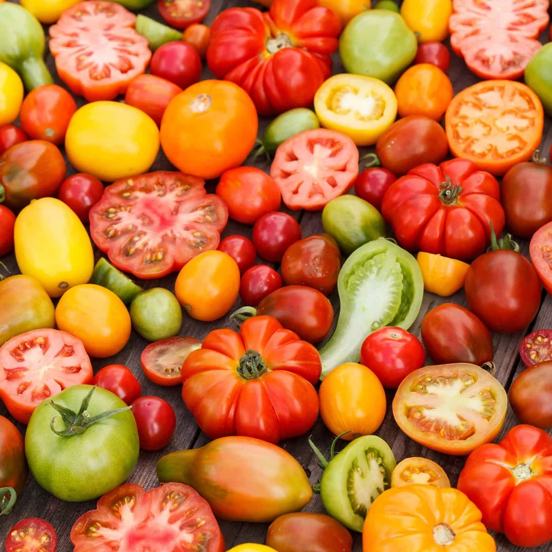 Culinary Blend Tomato Seeds, Premium Quality for Gardening Seeds for Flavorful Harvest