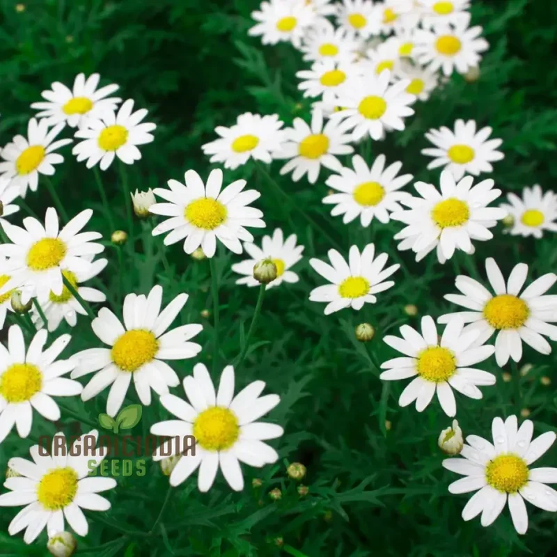 Chrysanthemum Paludosum Seeds for Gardening Enthusiasts - Buy Flower Seeds Online