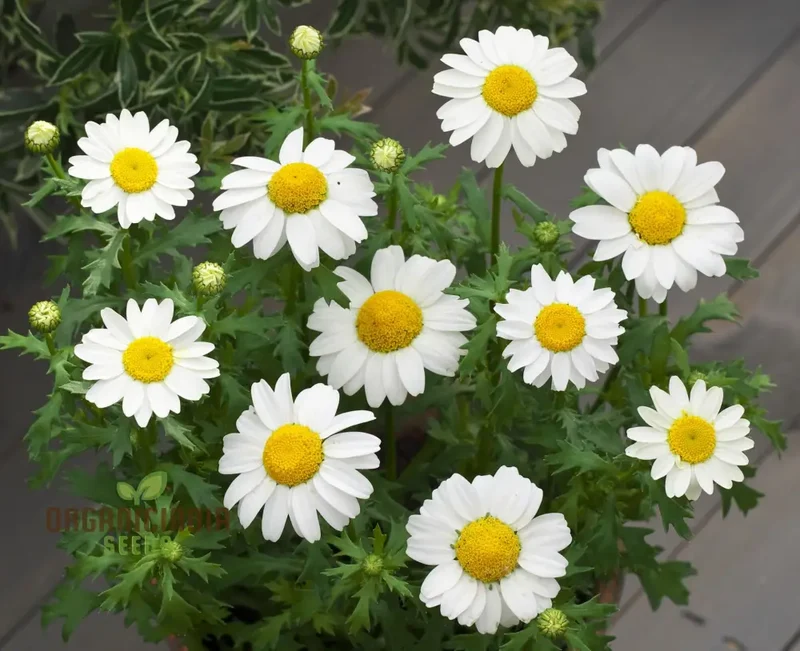 Chrysanthemum Paludosum Seeds for Gardening Enthusiasts - Buy Flower Seeds Online