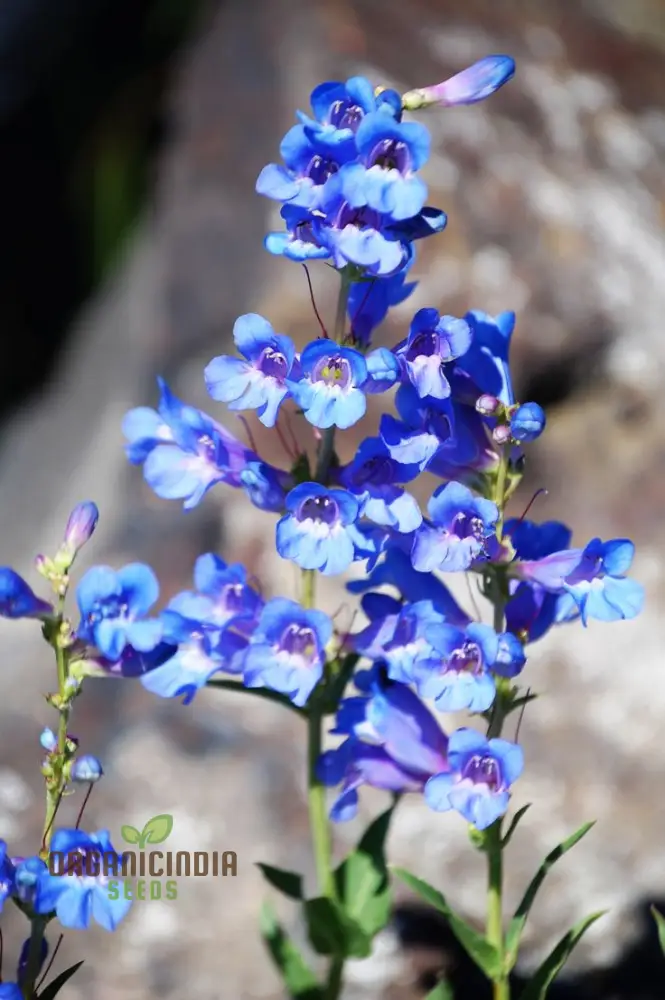 Singin’ The Blues Wildflower Seeds – Blue Flower Mix