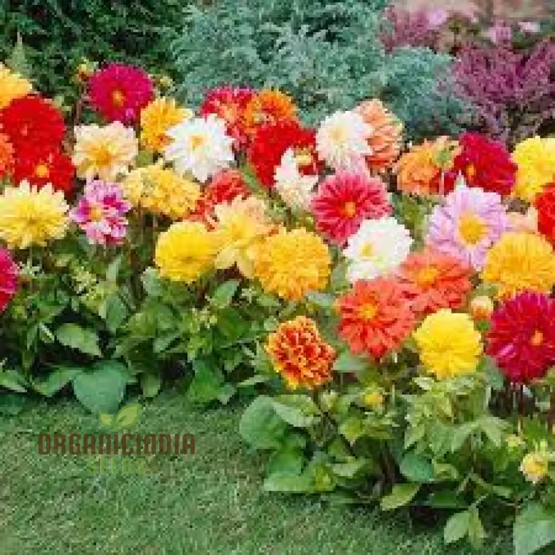 Premium NM Dahlia Top Star Beauty Mix Seeds for Gardening Enthusiasts - Vibrant Flower Varieties for Your Garden