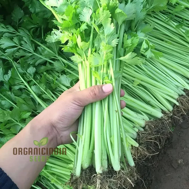 Celery Tender Crisp Seeds for Home Gardening | High-Quality Vegetable Seeds