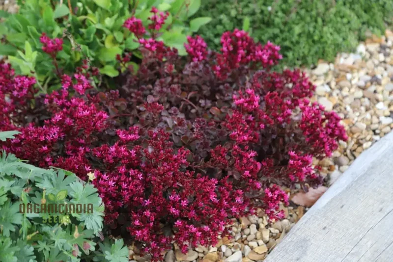 Buy Sedum Spurium 'Voodoo' Seeds for Gardening Enthusiasts | Hardy Perennial Plant Seeds