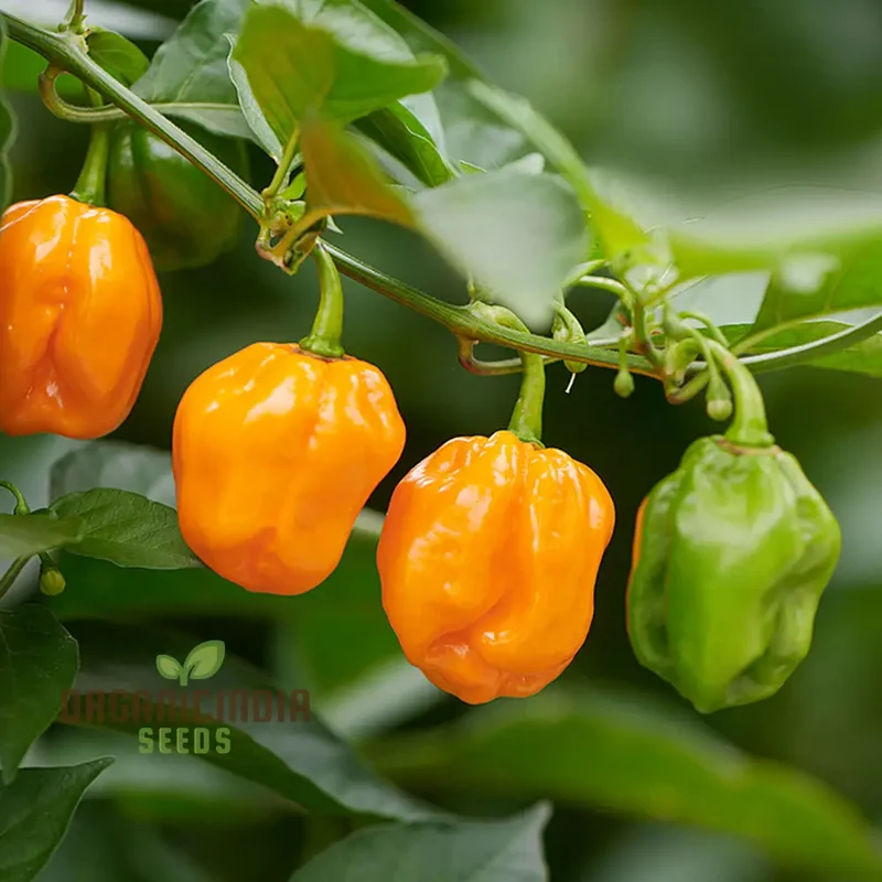 Habanero Chilli Mixed Seeds For Planting,Spicy Pepper Seeds for Your Garden