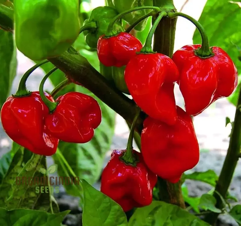 Habanero Chilli Mixed Seeds For Planting,Spicy Pepper Seeds for Your Garden