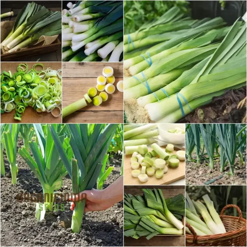 Leek - Heirloom Mix Vegetable Seeds For Planting, Grow a Varied Selection of Delicious Leeks
