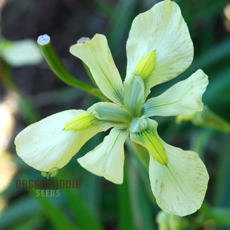 Moraea Alticola Flower Seeds for Planting, Premium Quality Seeds for Gardening
