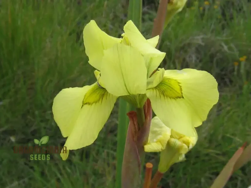 Moraea Alticola Flower Seeds for Planting, Premium Quality Seeds for Gardening