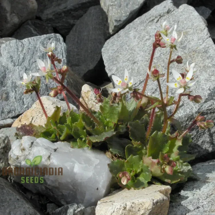 Saxifraga Stellaris Seeds for Gardening Enthusiasts | Rare Alpine Perennial Flower Seeds for Rock Gardens and Borders