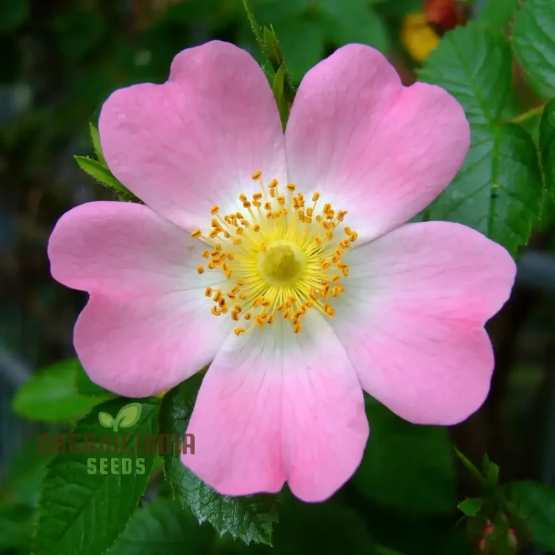 Rosa Canina Flower Seeds For Planting, Hardy Dog Rose Seeds for Beautiful and Resilient Wild Rose Flowers in Your Garden