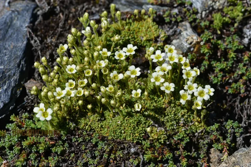 Saxifraga Species Mixed Seeds for Gardening Enthusiasts | Rare Alpine Plant Variety | Garden Seeds for Rock Gardens and Borders