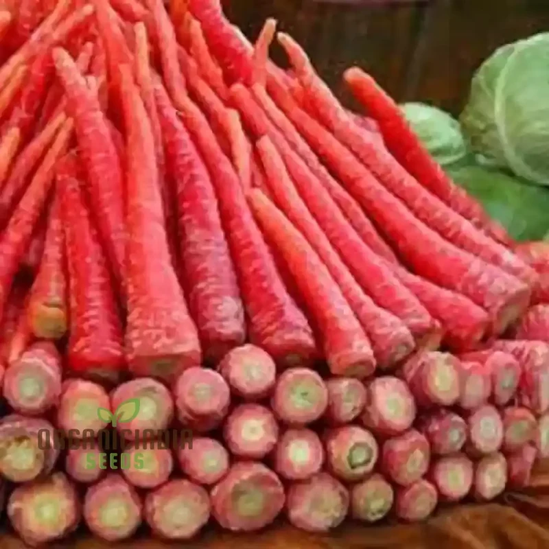 Carrot - Ruby Queen F1 Seeds for Planting and Gardening - Organic Seed Pack