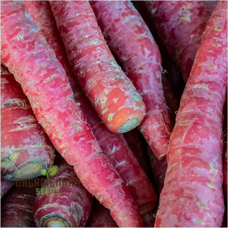 Carrot - Ruby Queen F1 Seeds for Planting and Gardening - Organic Seed Pack