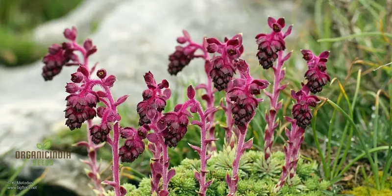 Saxifraga Sempervivum Seeds for Gardening Enthusiasts | Organic Planting Seeds for Succulent Gardens and Rockeries