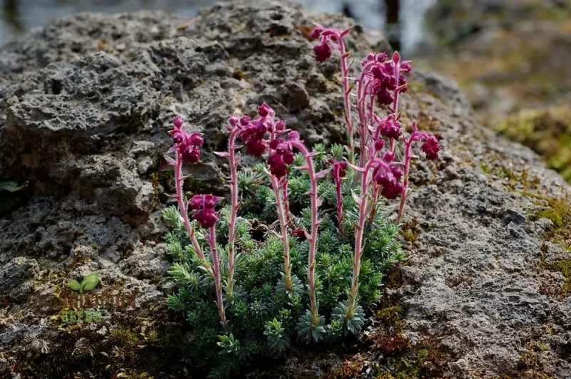 Saxifraga Sempervivum Seeds for Gardening Enthusiasts | Organic Planting Seeds for Succulent Gardens and Rockeries