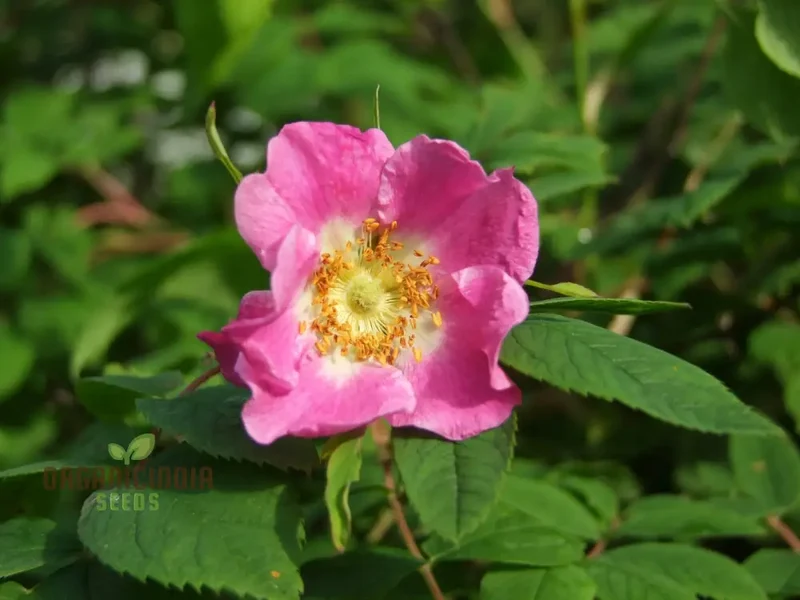 Rosa Amblyotis Flower Seeds For Planting, Cultivating Beautiful and Hardy Rose Blooms for Your Garden"