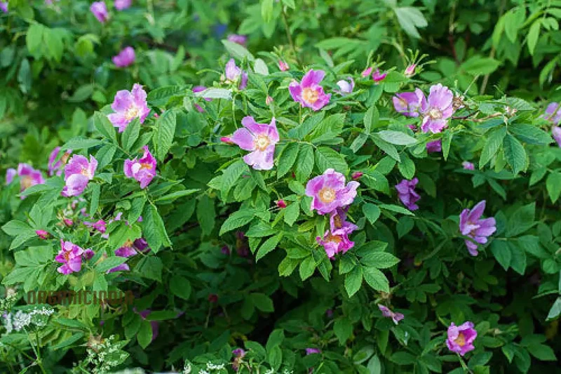 Rosa Amblyotis Flower Seeds For Planting, Cultivating Beautiful and Hardy Rose Blooms for Your Garden"