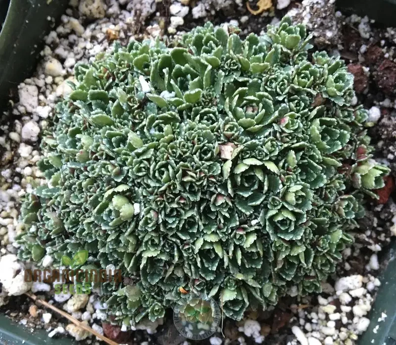 Saxifraga Paniculata Minutifolia Seeds - Premium Gardening Plant for Rock Gardens and Borders