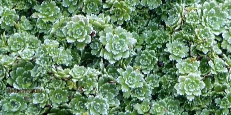 Saxifraga Paniculata Minutifolia Seeds - Premium Gardening Plant for Rock Gardens and Borders