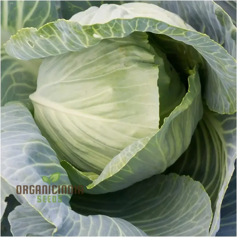 Cabbage Duncan F1 Seeds For Planting - Organic, High Yield, Easy to Grow