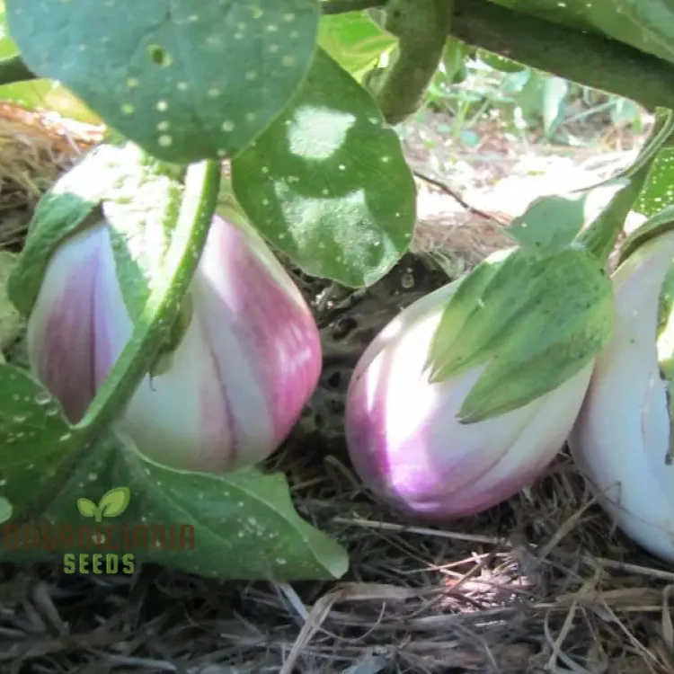 Eggplant Seeds - Rosa Bianca, Organic Seeds for Planting in Your Garden
