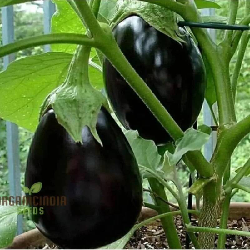 Eggplant Seeds - Black Beauty for Successful Planting