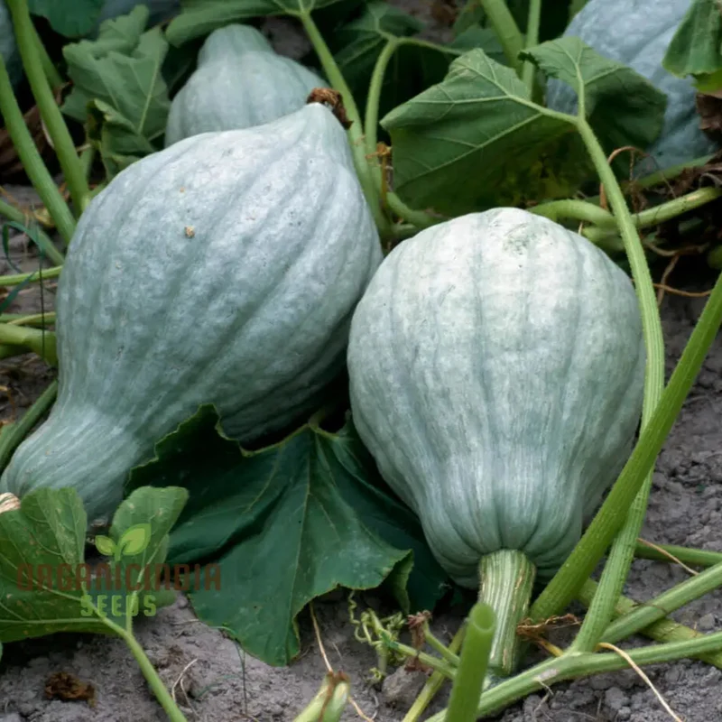 Hubbard Blue Winter Squash Seeds for Gardening Heirloom Seed Variety Perfect for Home Gardens