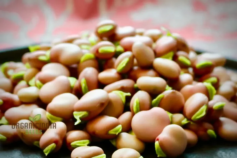 Broad Bean Karmazyn Vegetable Seeds for Planting, Premium Quality Seeds for Home Gardening